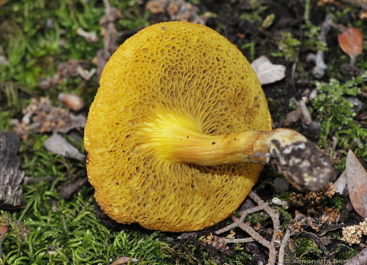 Xerocomus dalla lecceta